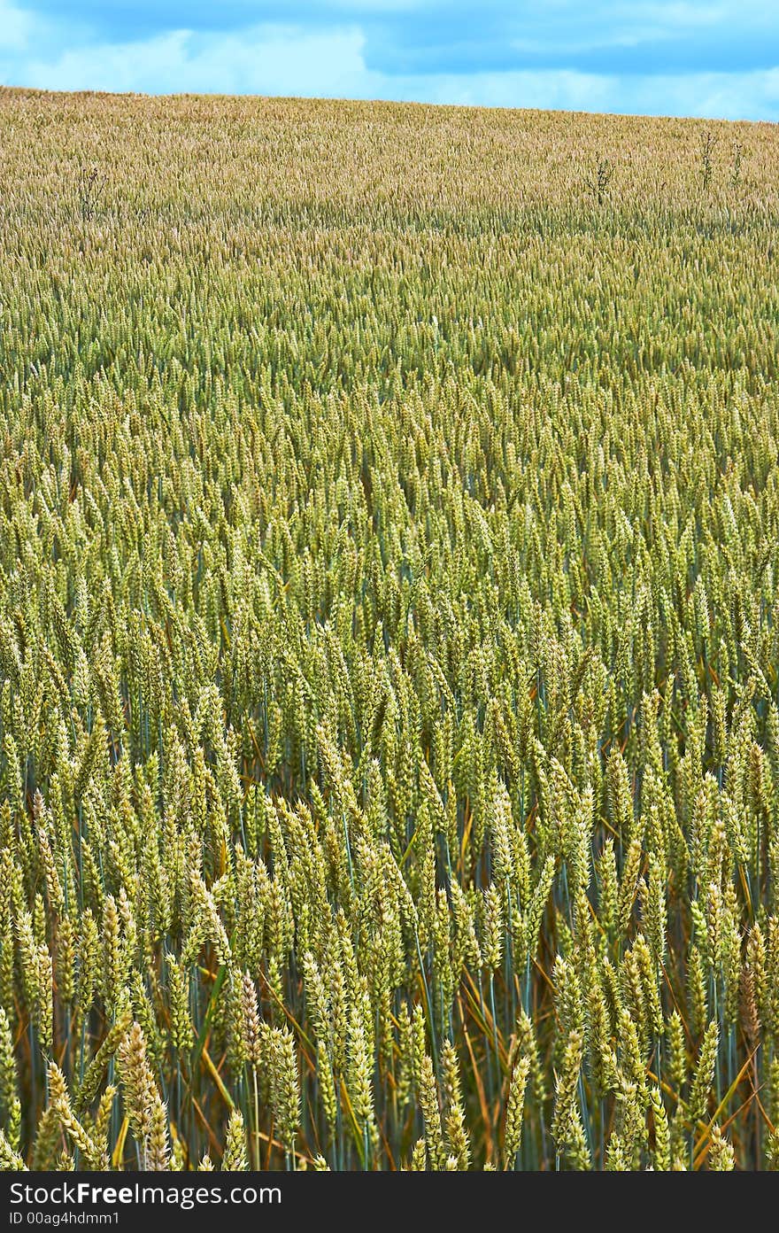 It's a photo of corn fields in Denmark