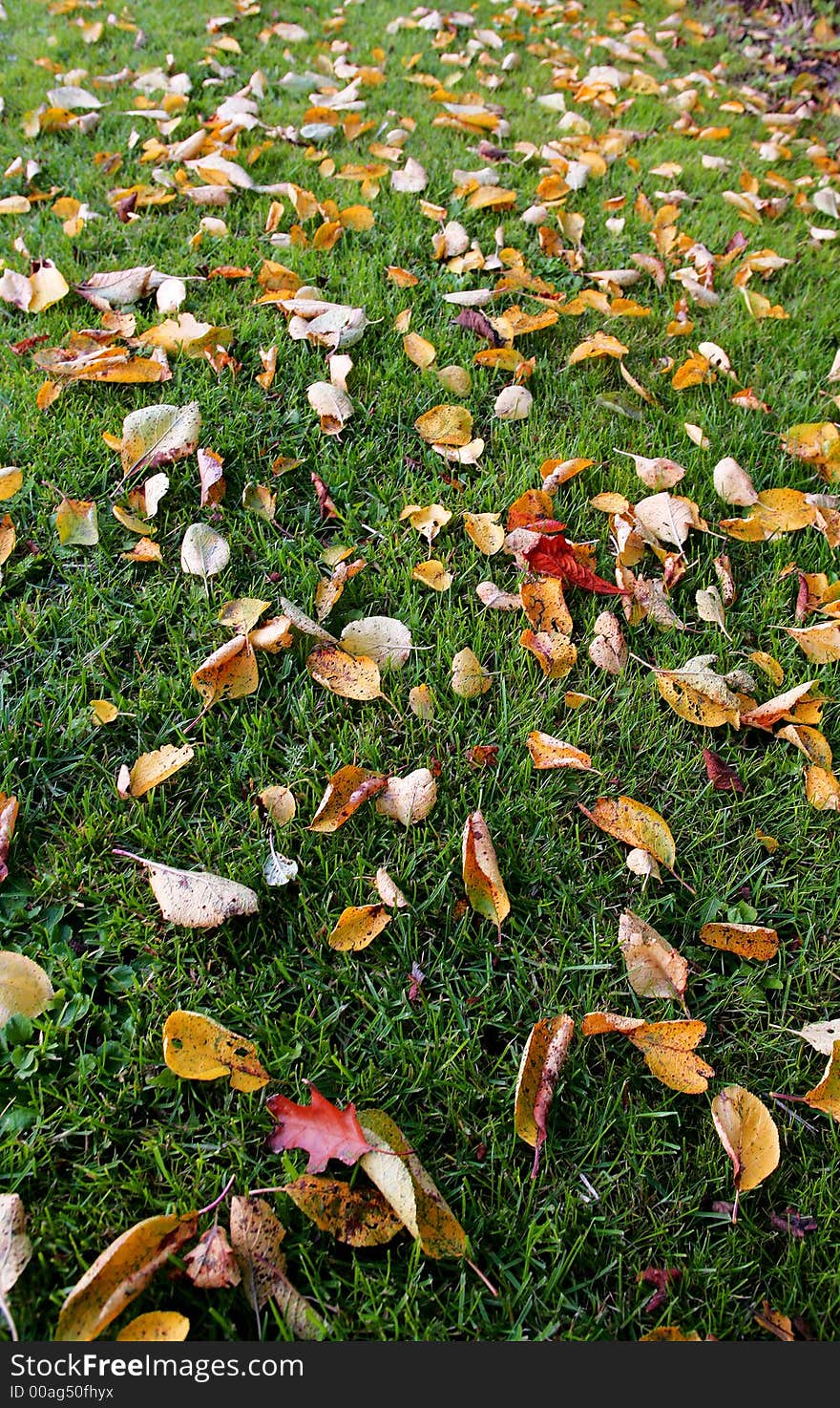 Photo of leafs in autumn in the park