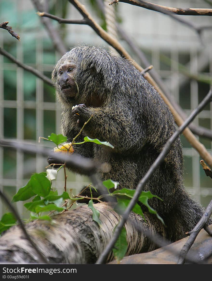 White-Headed Saki Monkey 3