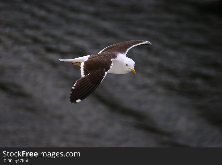 A seagull caught in flight. A seagull caught in flight