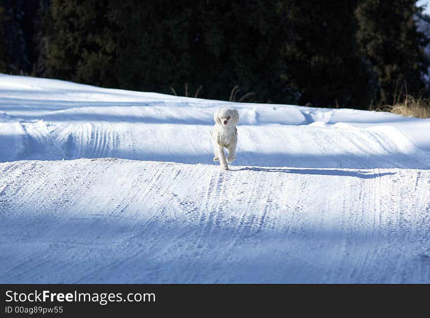 Small white poodle