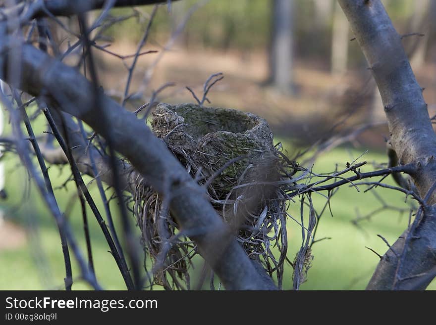 Bird Nest