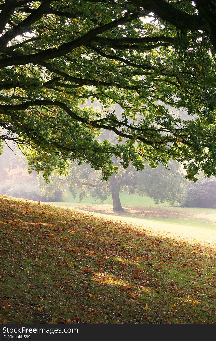 Autumn in a park