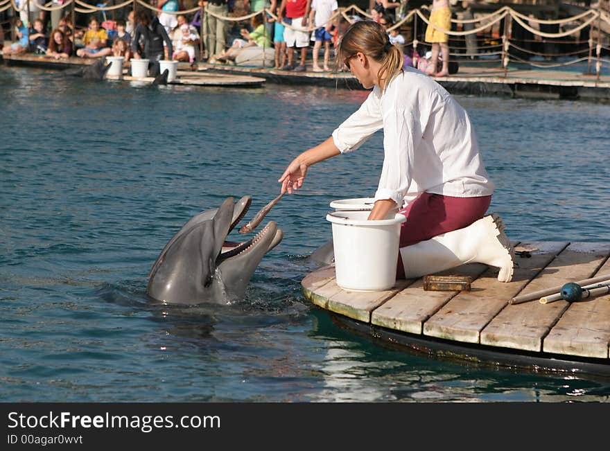 Dolphin catching the fish