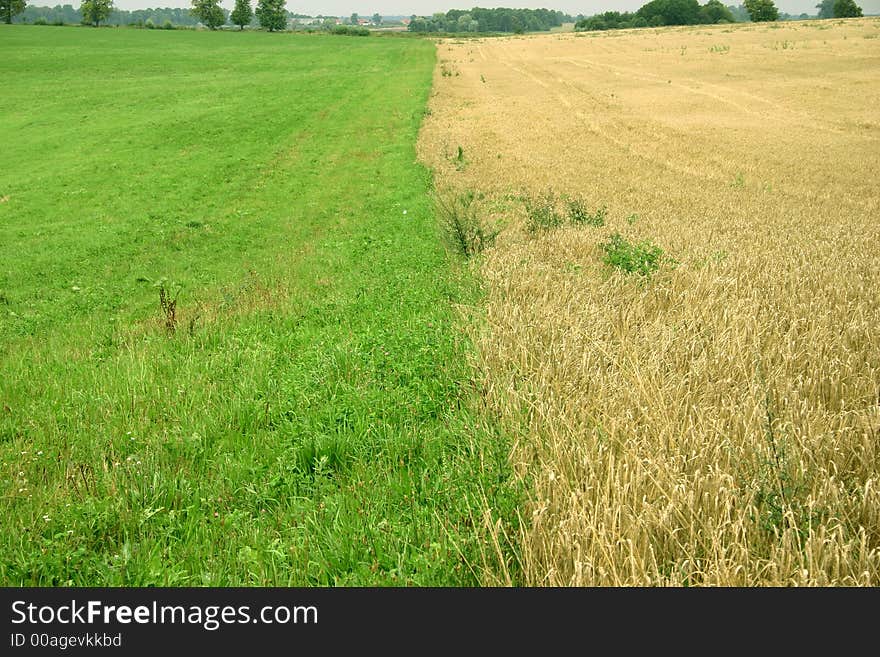 Cereal's field near green meadow. Cereal's field near green meadow