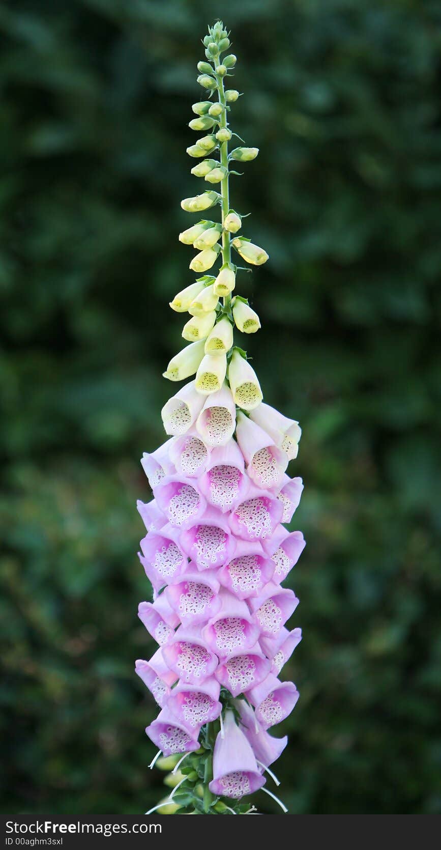 Flower detail