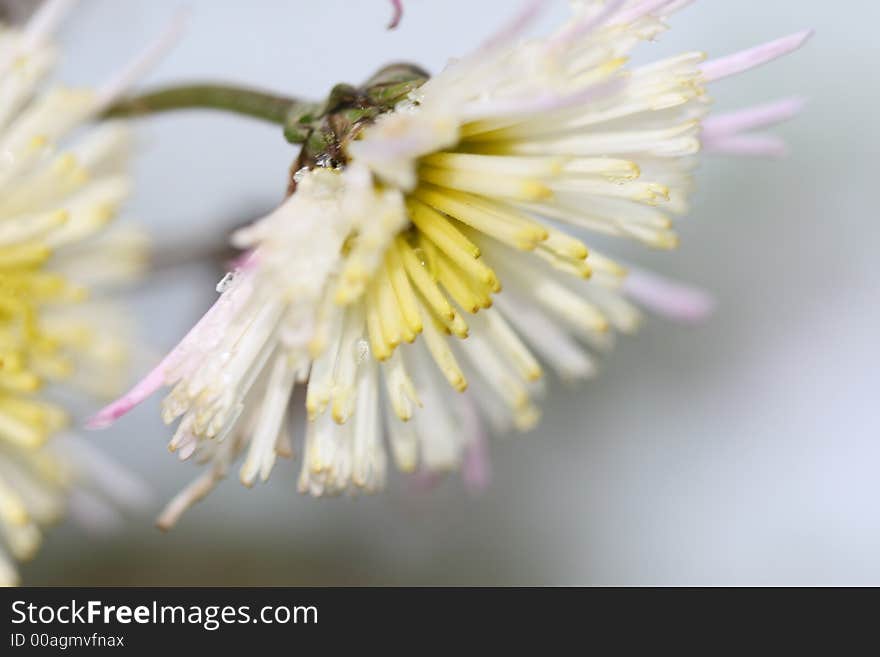 Hardy Visuvio Chrysanthemum is covered with ice. Beautiful flowers bloom until frost and are very hardy.