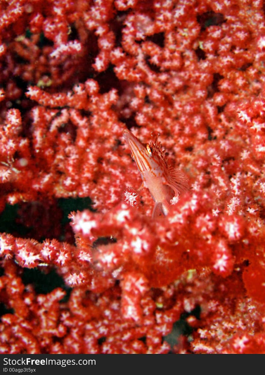 Oxycirrhites typus. Loves to perch among branches of black coral & gorgonian sea fans on steep outer reef slopes, normally deeper than 25m. Oxycirrhites typus. Loves to perch among branches of black coral & gorgonian sea fans on steep outer reef slopes, normally deeper than 25m.