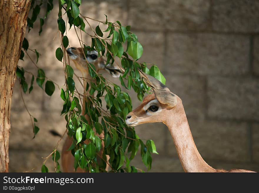 A pair of cute little impala deer