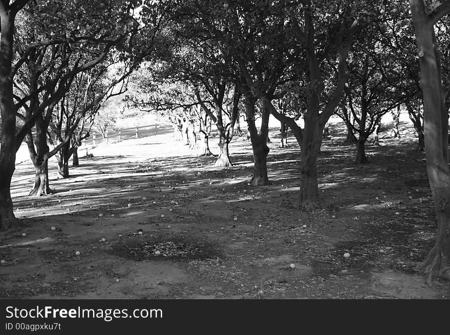 Within the forest of orange groves looking out.