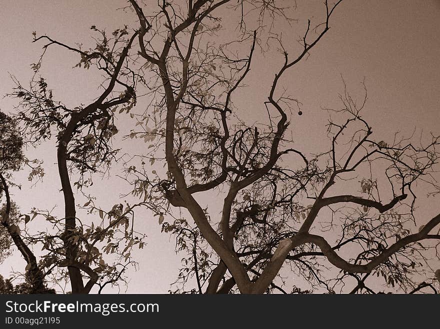 A look at the sky and of a tree in December, with a lone orange hanging on the branch. A look at the sky and of a tree in December, with a lone orange hanging on the branch.