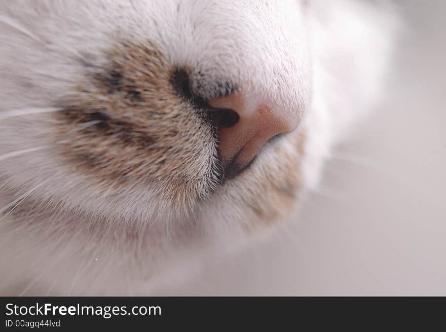 A closeup of a cat's nose. A closeup of a cat's nose.