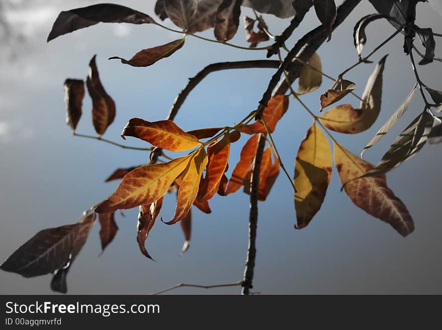 Stock Image Of Autumn Tree