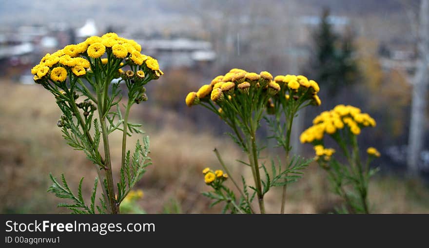 Stock Photo of Tansy Tanacetum vulgare