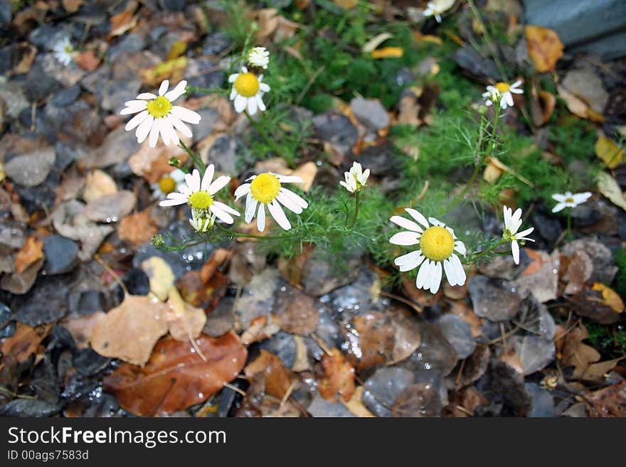 Stock Image of Autumn Foliage