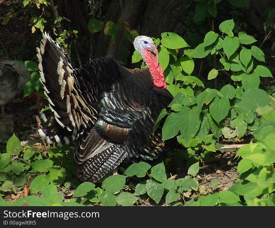 A large turkey hiding in the bushes