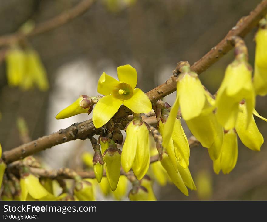 The first yellow flowers