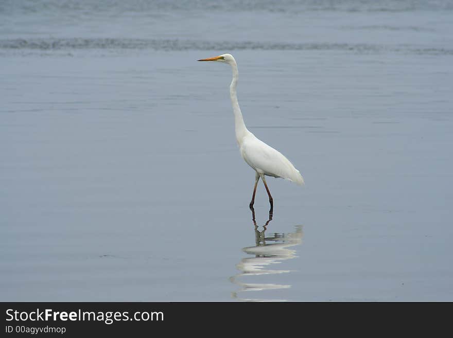 White Crane Stading In Water Weeds