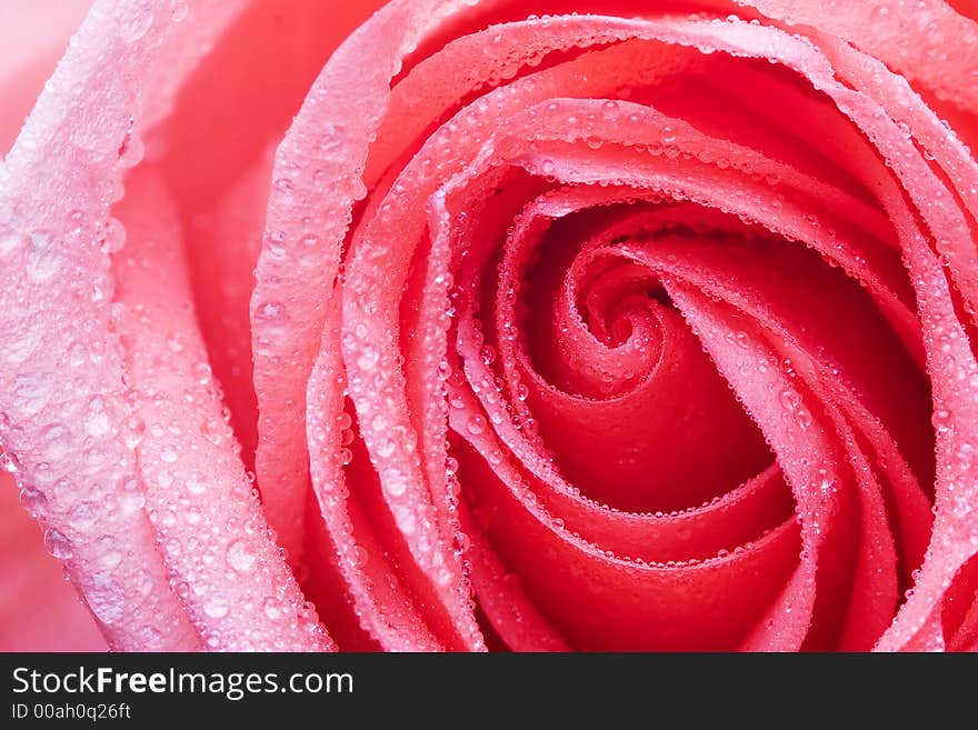 Closeup of yellow rose petails covered dew