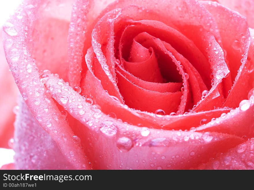 Closeup of yellow rose petails covered dew