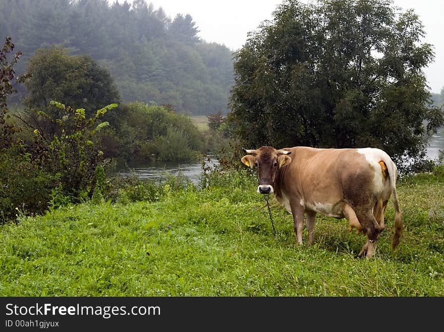 Cow on a meadow