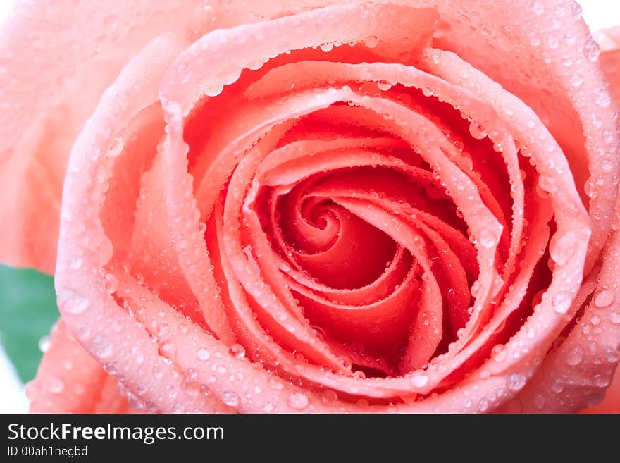 Closeup of pink rose petails covered dew