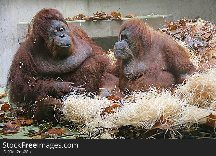 Portrait of Nice Orangutan Couple. Portrait of Nice Orangutan Couple