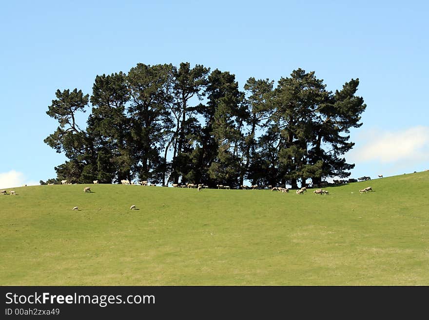 Eep grazing around a copse of trees on a farmland in New Zealand