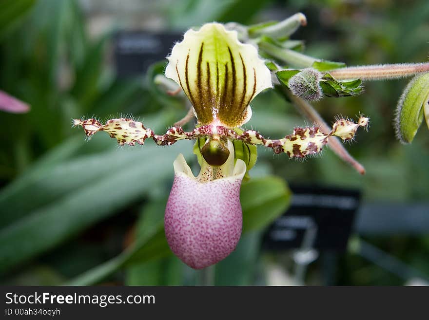 Paphiopedilum Victoria Regina Orchid