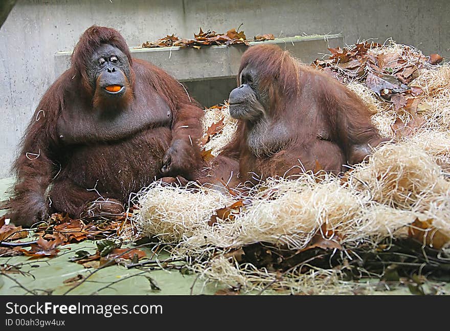 Portrait of Nice Orangutan Couple. Portrait of Nice Orangutan Couple