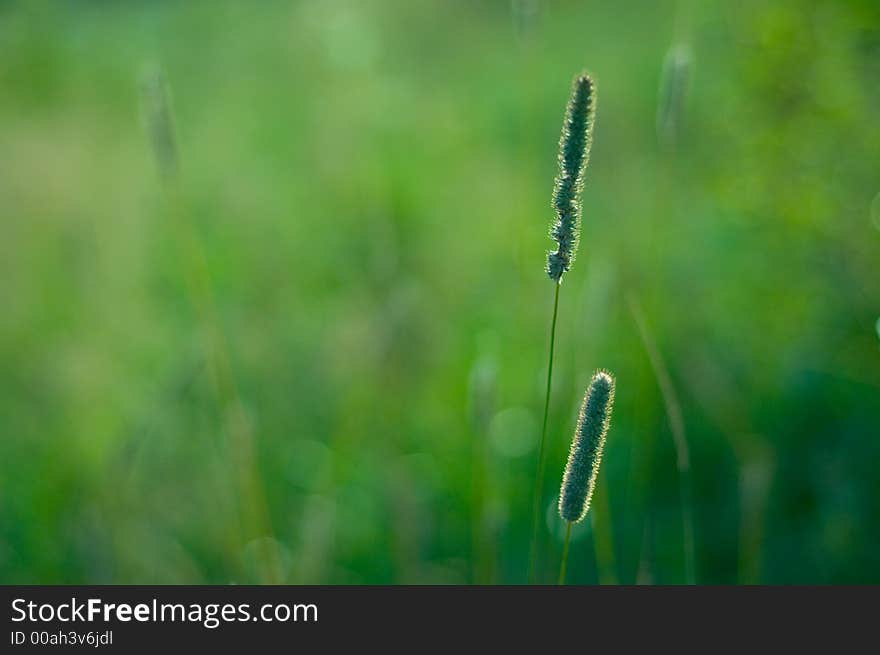 Blurried field grass suitable for background