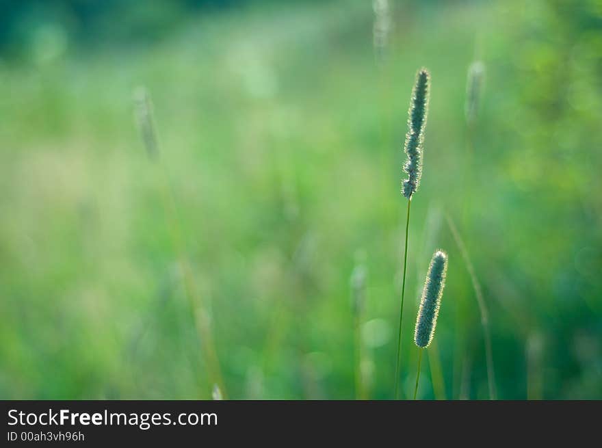 Blurried field grass suitable for background