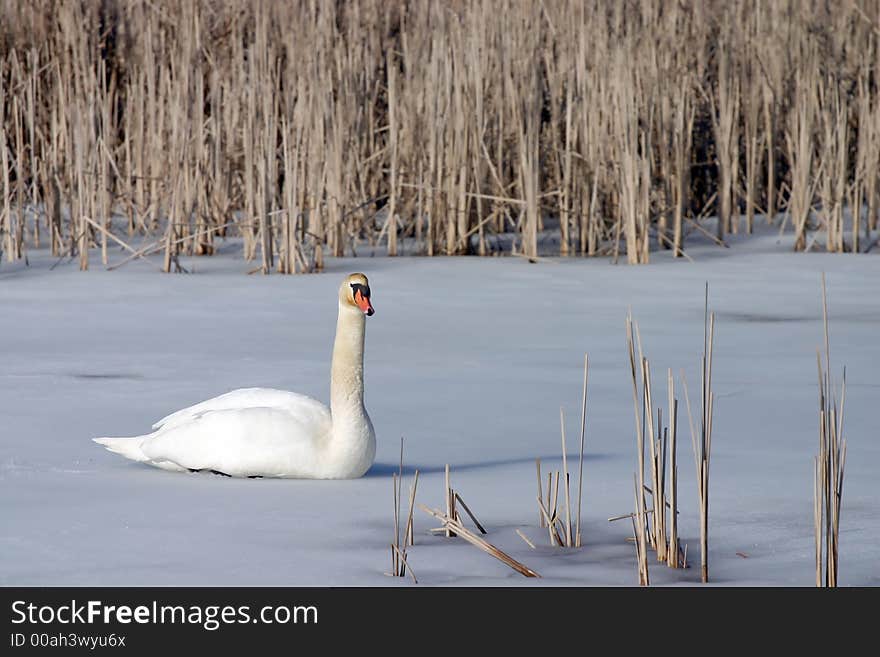 Swan