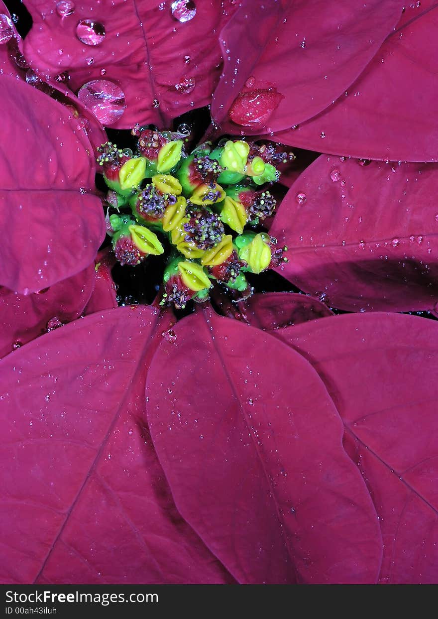 Christmas star with water drops