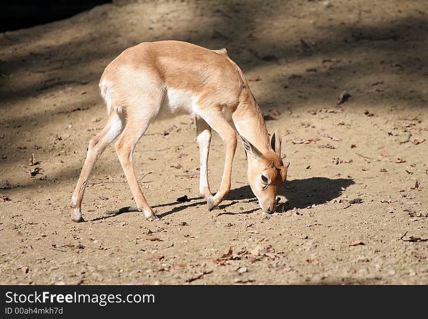 Young calf