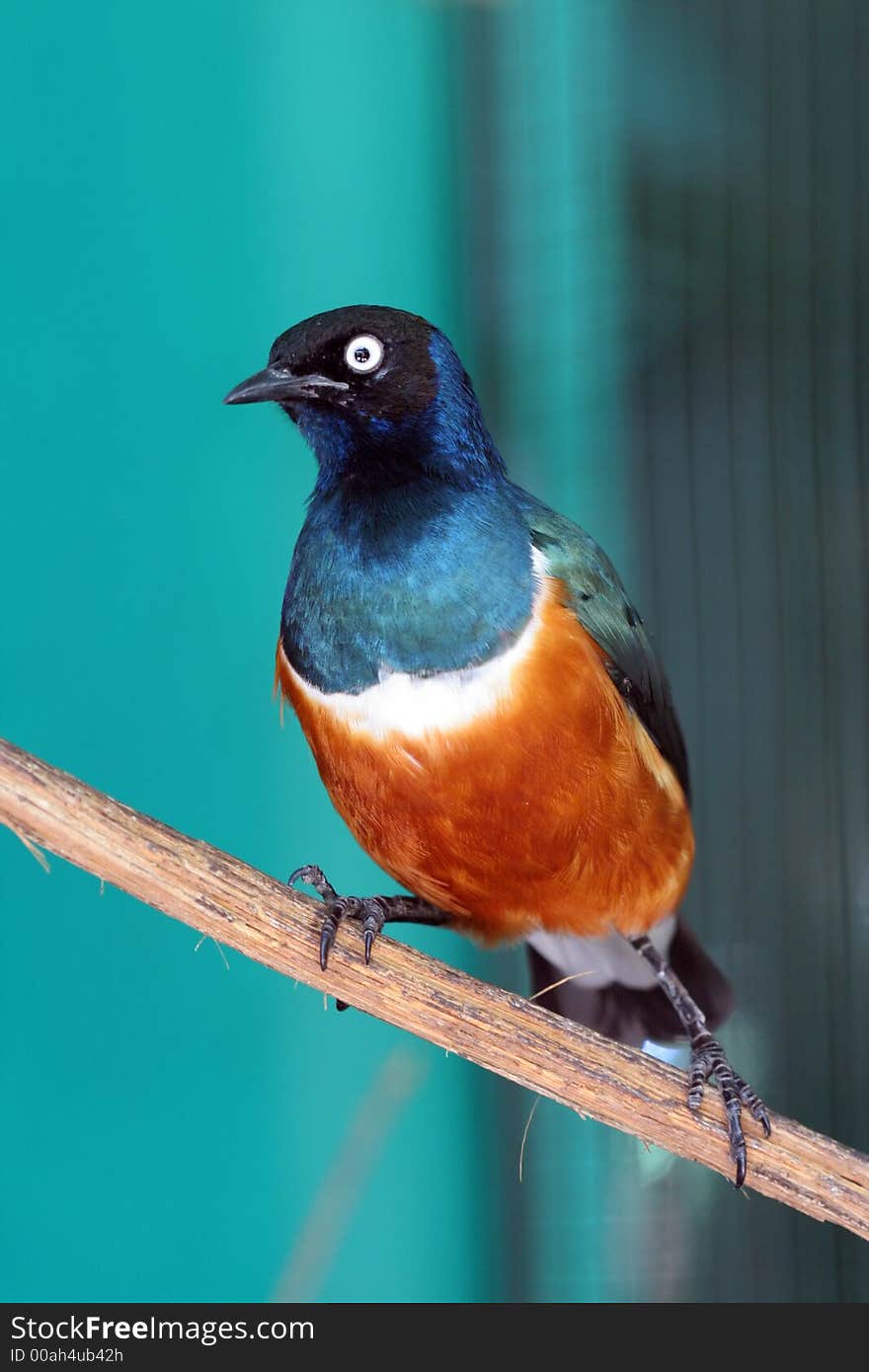 Bird on a stick with beautiful colors