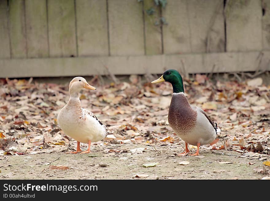 Couple of ducks looking at each other