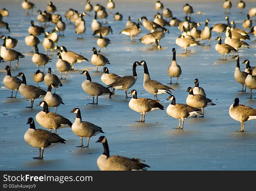 Two geese kissing while standing on frozen lake surrounded by other geese. Two geese kissing while standing on frozen lake surrounded by other geese.