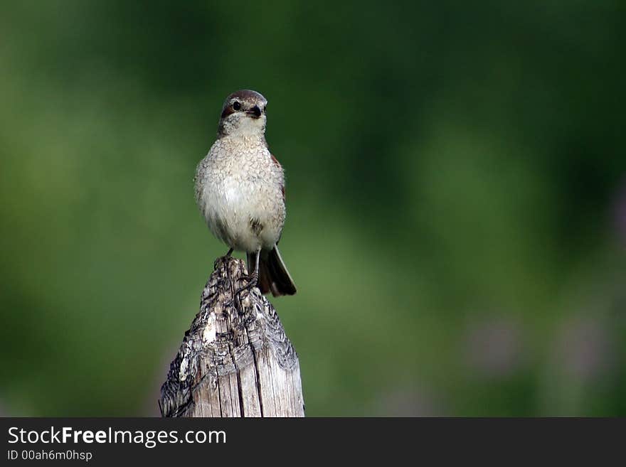 Red-backed Shrike