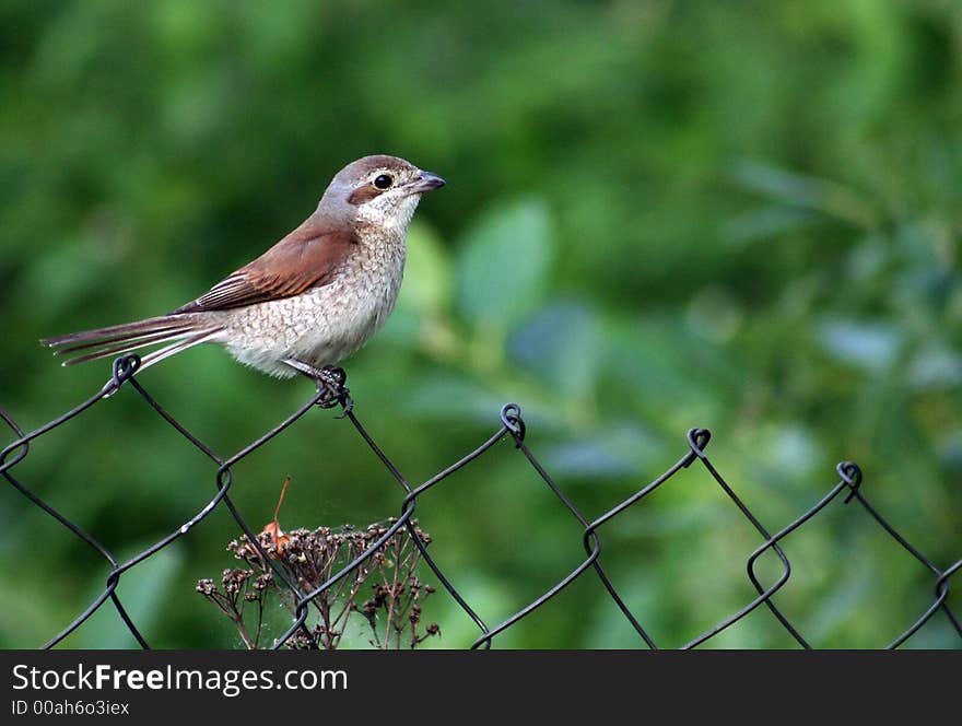 Red-backed Shrike, sitting on a fence. Red-backed Shrike, sitting on a fence