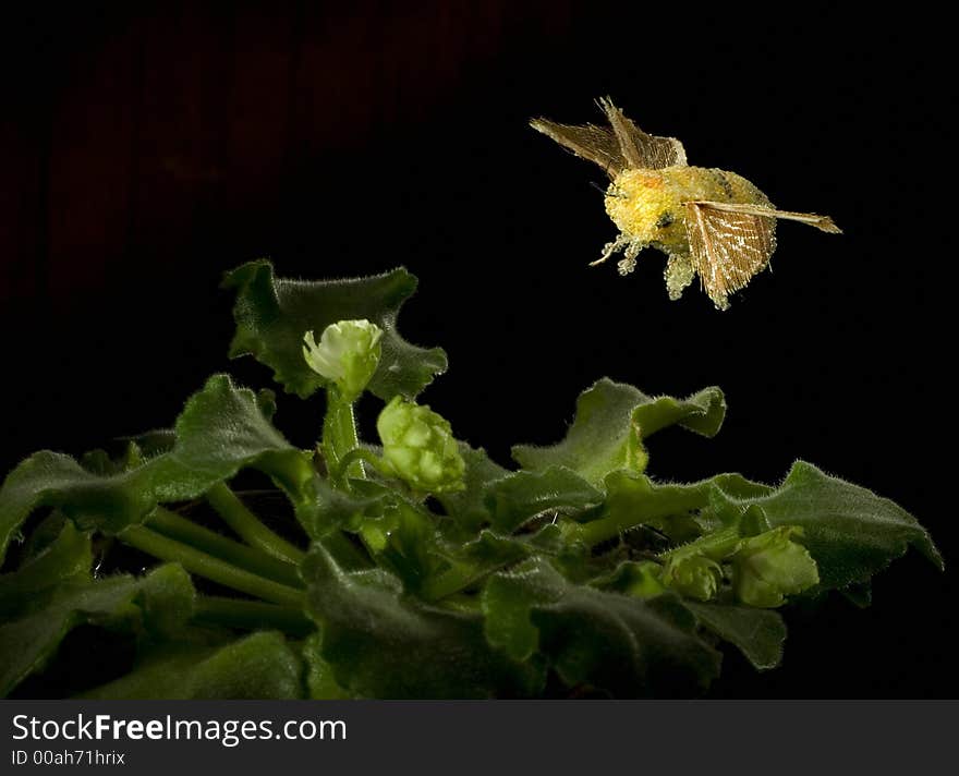 Artificial bumblebee above a flower of a violet