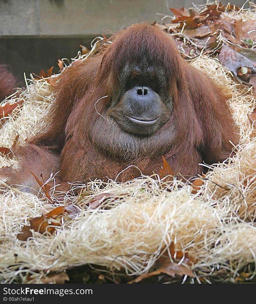 Portrait of Nice Female Orangutan. Portrait of Nice Female Orangutan