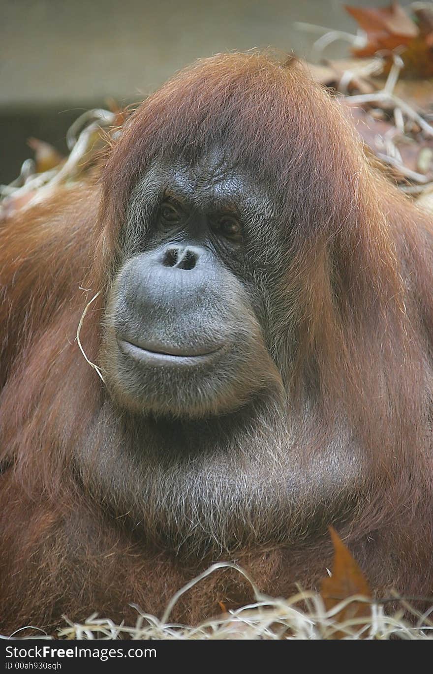 Portrait of Nice Female Orangutan. Portrait of Nice Female Orangutan