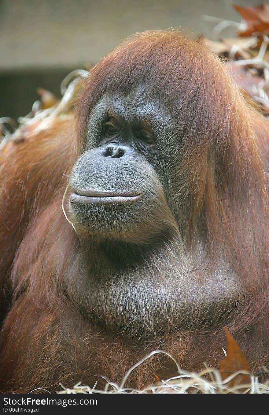 Portrait of Nice Female Orangutan. Portrait of Nice Female Orangutan