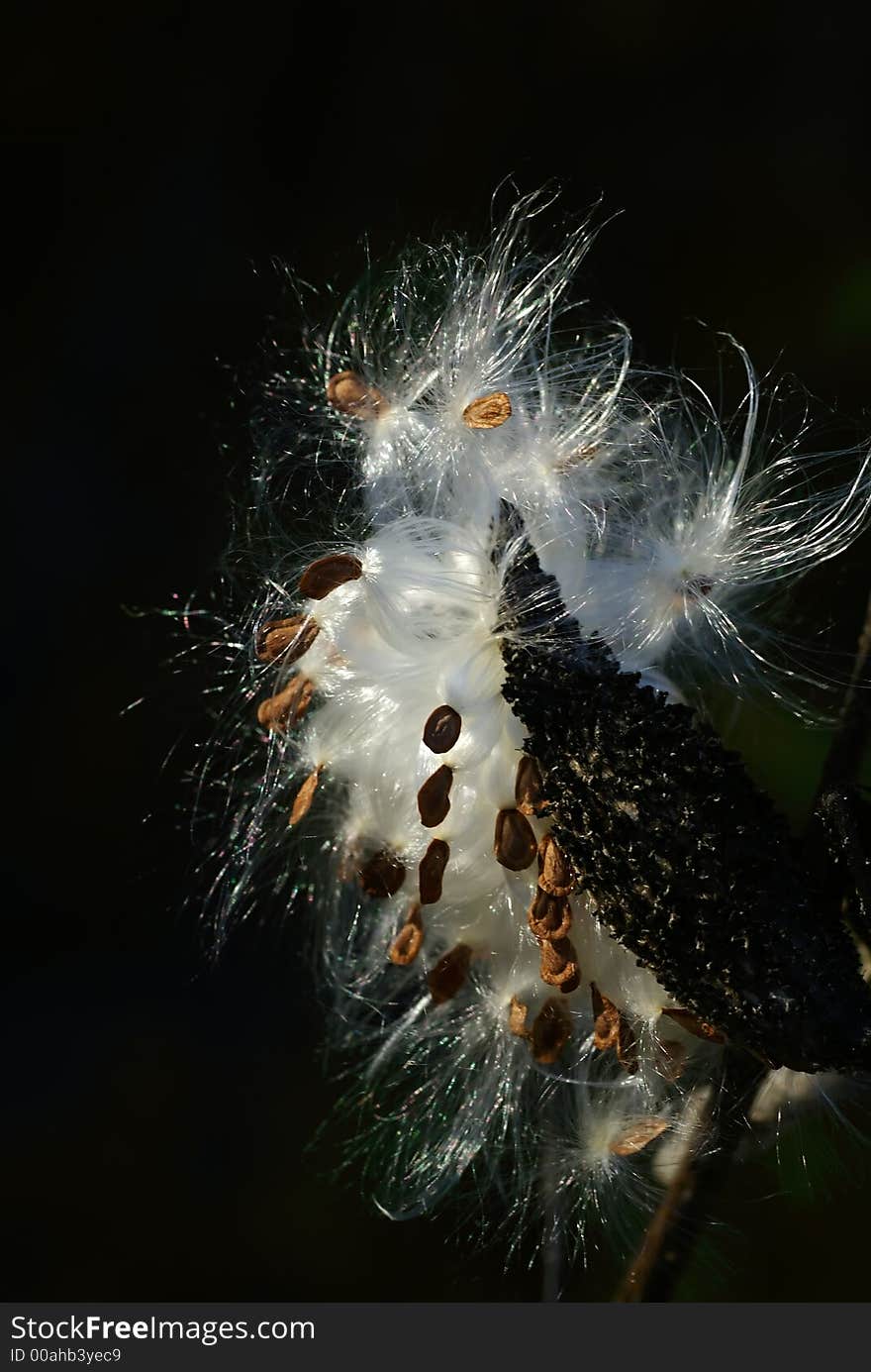 Silky milkweed seeds ready to blow in the wind