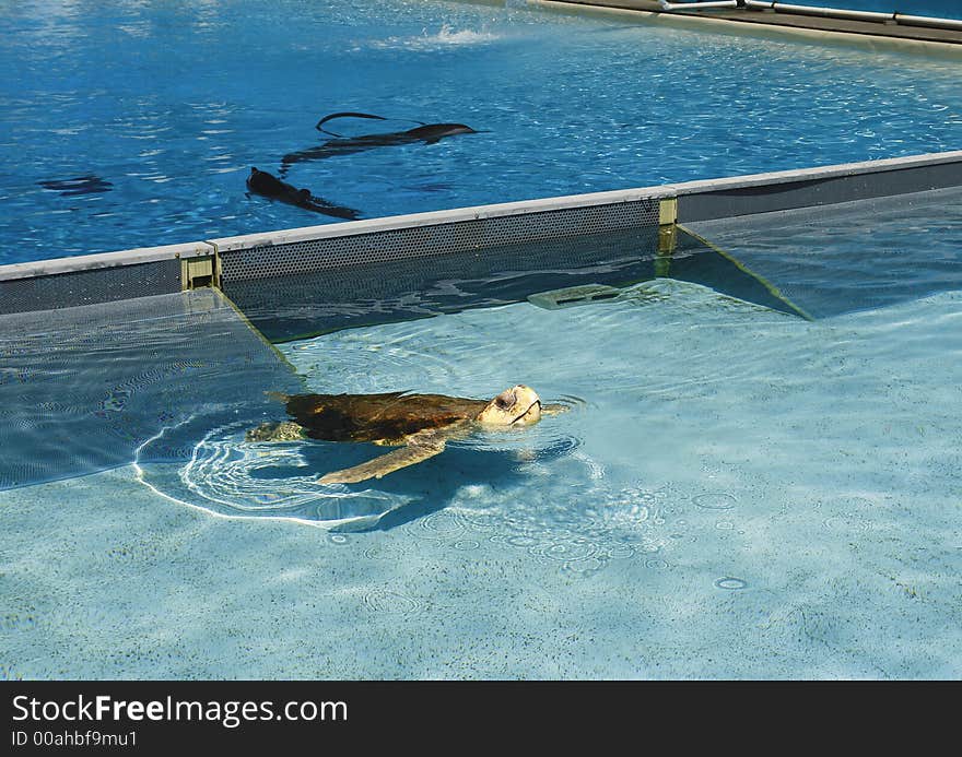 Rescued sea turtle recovering in an acuarium