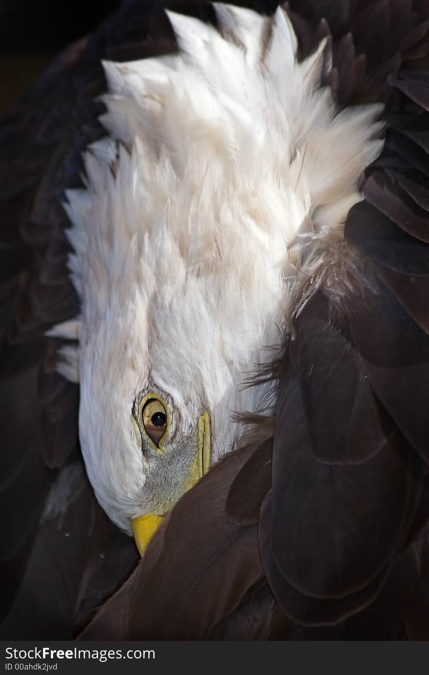 American Bald Eagle (Haliaeetus Leucocephalus) Preens