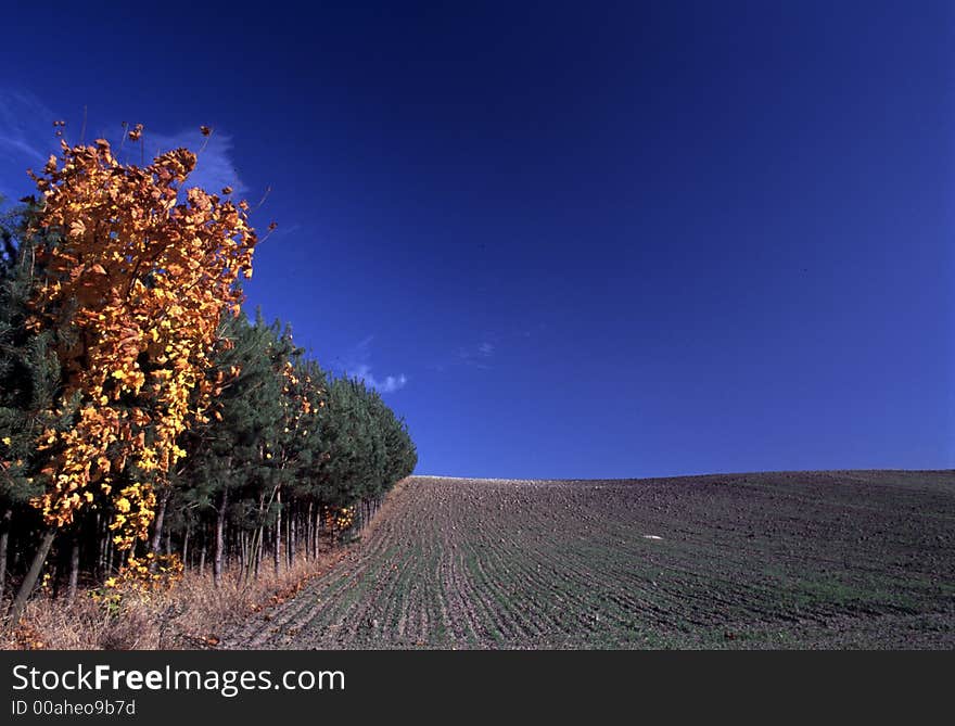 Fields near forest and clear sky