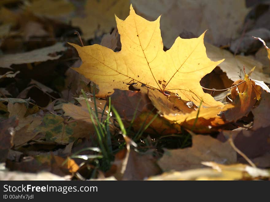 Autumn yellow