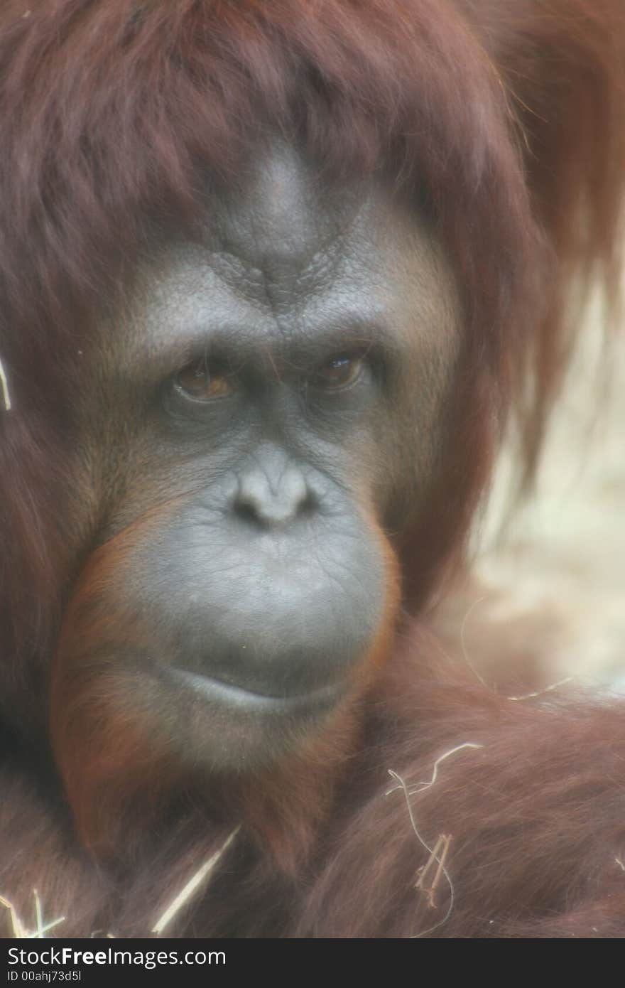 Photo of an orangutan at a zoo

. Photo of an orangutan at a zoo